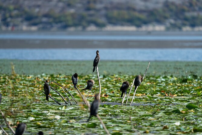 Kayak Rental Adventure Through Lake Skadar From Virpazar - Arrival and Check-in Procedures