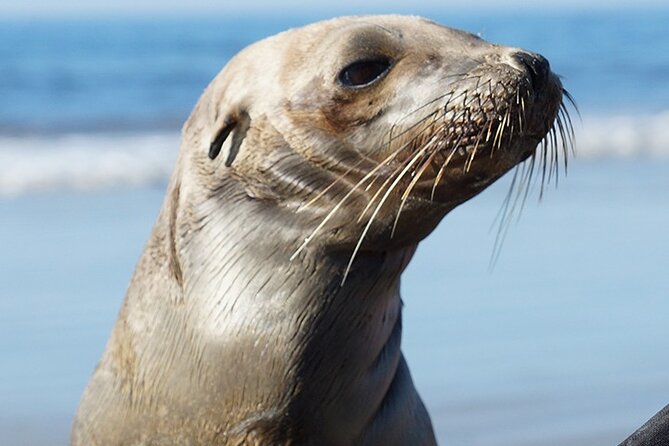 Kayak Rental for Two People in La Jolla - Included in the Rental Package