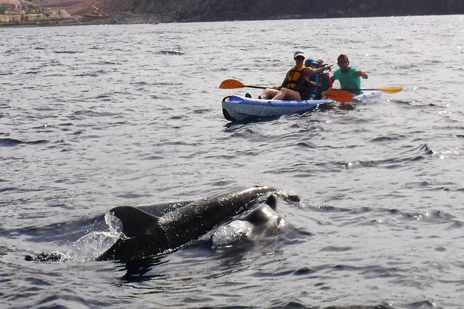 Kayak Route Along the Volcanic Coast in Tenerife South With Snorkeling - Activity Duration and Group Size