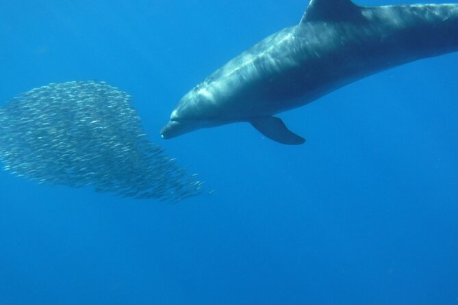 Kayak Route Along the Volcanic Coast in Tenerife South With Snorkeling - Pricing and Cancellation Policy