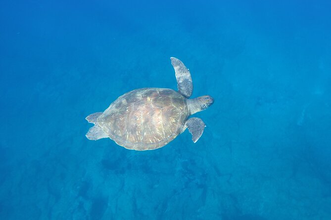 Kayak Route Along the Volcanic Coast in Tenerife South With Snorkeling - Customer Reviews and Ratings