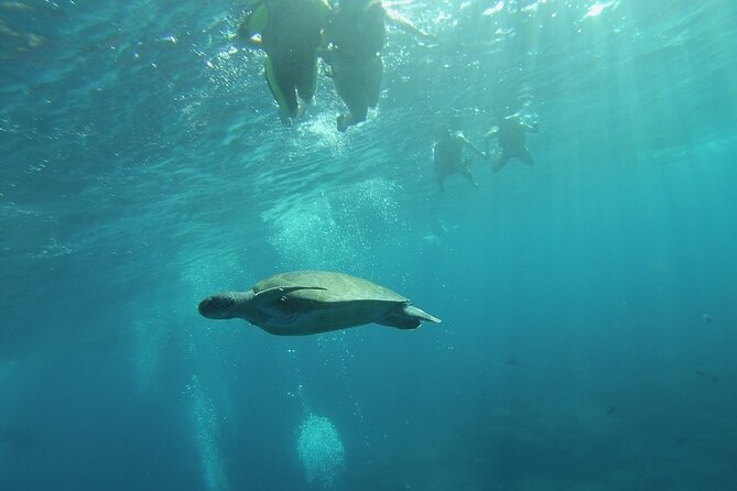 Kayak Route Along the Volcanic Coast in Tenerife South With Snorkeling - Additional Information