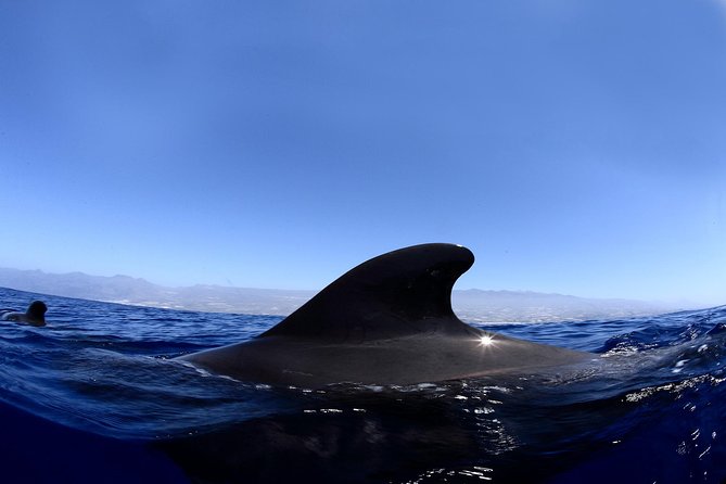 Kayak Safari & Snorkel - Package Inclusions
