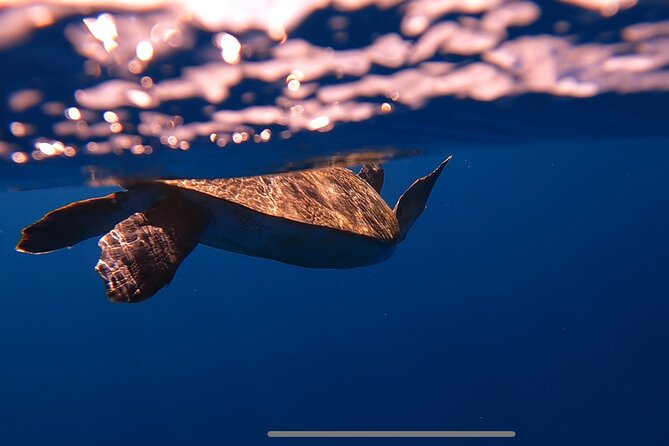 Kayak Safari & Snorkel - Worth The Stay