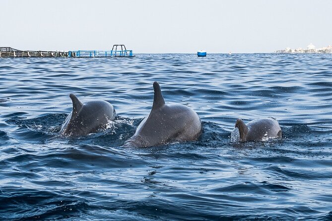 Kayak Safari With Dolphin and Turtle Watching in Guaza - Paddling Towards the Guaza Cliffs