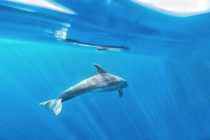 Kayak Safari With Dolphin and Turtle Watching in Guaza - Inclusions and Amenities