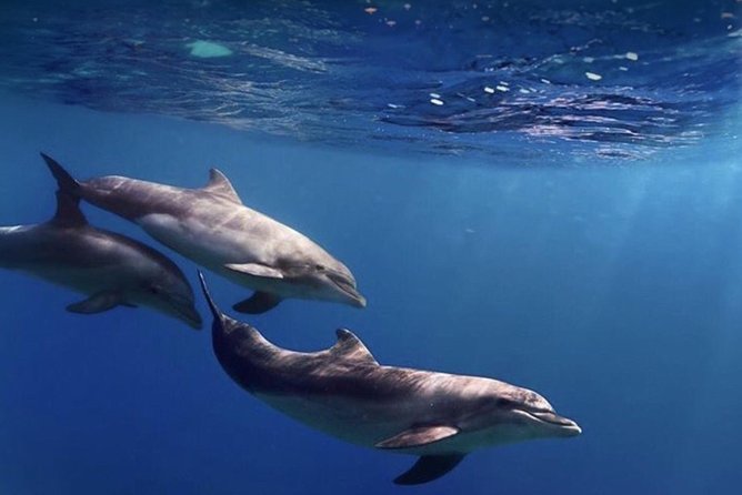Kayak Safari With Dolphin and Turtle Watching in Guaza - Additional Information and Policies