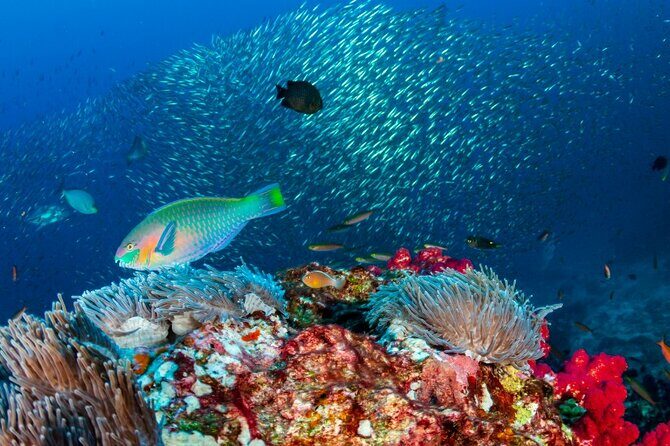 Kayak & Snorkel Champagne Bay, Farm Visit & Hot Springs Soufriere - FAQ