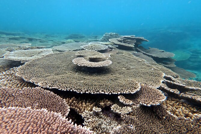 Kayak & Snorkel: Private Tour in Yanbaru, North Okinawa - Tour Duration and Operating Hours