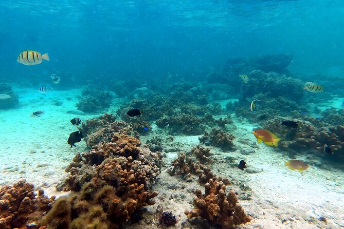 Kayak & Snorkel: Private Tour in Yanbaru, North Okinawa - Accessibility and Fitness Recommendations