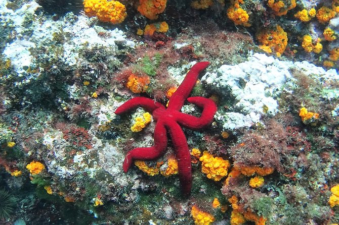 Kayak & Snorkel Tour in Cerro Gordo Natural Park, La Herradura - Meeting Point and Directions