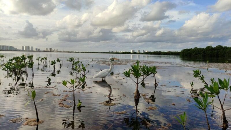 Kayak Sunset in the Lagoon Nichupte by Wayak - Tour Details and Inclusions