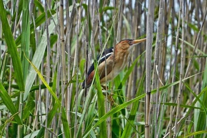 Kayak Swamp Tour With Transportation From New Orleans - Tour Operator: Canoe & Trail Adventures
