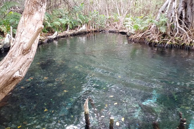 Kayak Through Mangroves to Secret Beach - Kayaking Equipment Provided