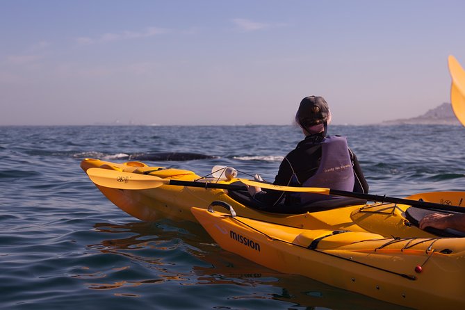 Kayak to the Penguins in Simons Town - Group Size and Pricing