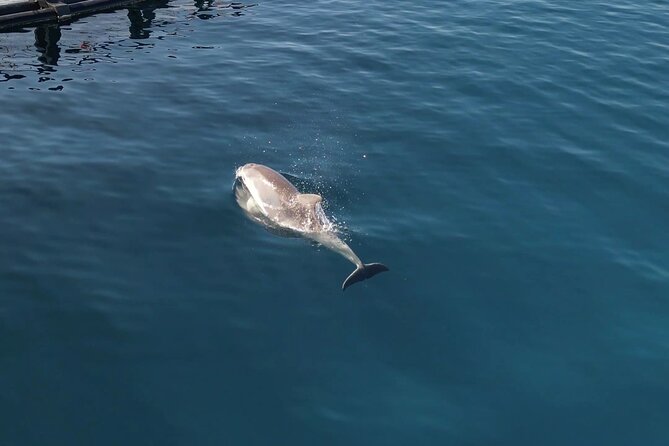 Kayak Tour in Golfo Aranci With Aperitif and Dolphin Watching - Physical Fitness Level