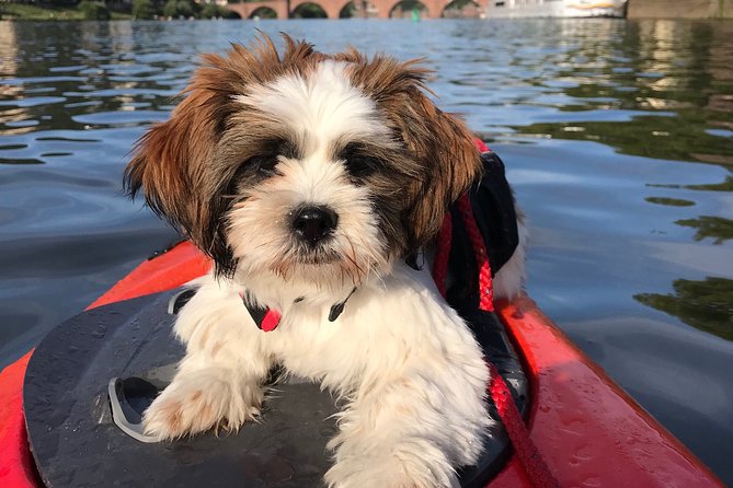 Kayak Tour in Heidelberg on the River Neckar - Booking and Cancellation