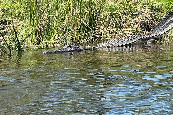 Kayak Tour Of The Honey Island Swamp and Backwaters - Abundant Wildlife Sightings