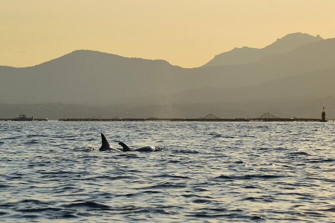 Kayak Tour With Aperitif and Dolphins - Kayaking Lesson