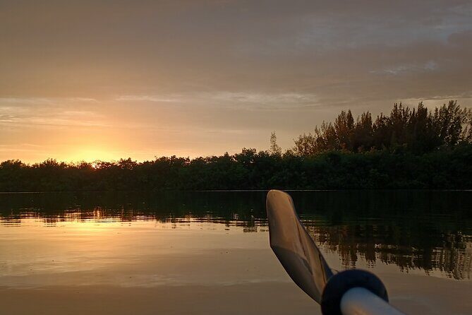 Kayak Tours and Rentals. Dolphins, Manatees, and Bioluminescence! - Authentic Perspectives from Travelers