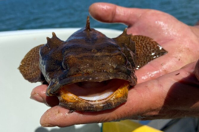 Kayak Tours With Amazing Caves, Sea Life and Marine Biologist . - Practical Information