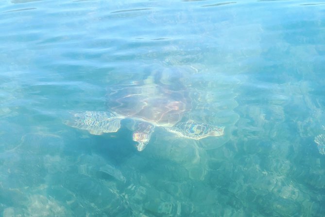 Kayak Turtle Tour From Palm Cove - Accessibility and Physical Requirements