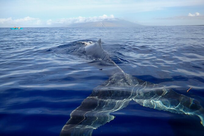 Kayak Whale Watching Tour (7am-10am) - Key Points