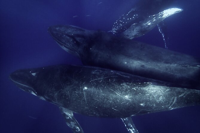 Kayak Whale Watching Tour (7am-10am) - Inclusions and Amenities