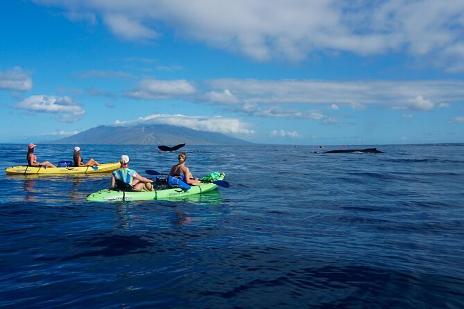 Kayak Whale Watching Tour (7am-10am) - Accessibility and Physical Fitness