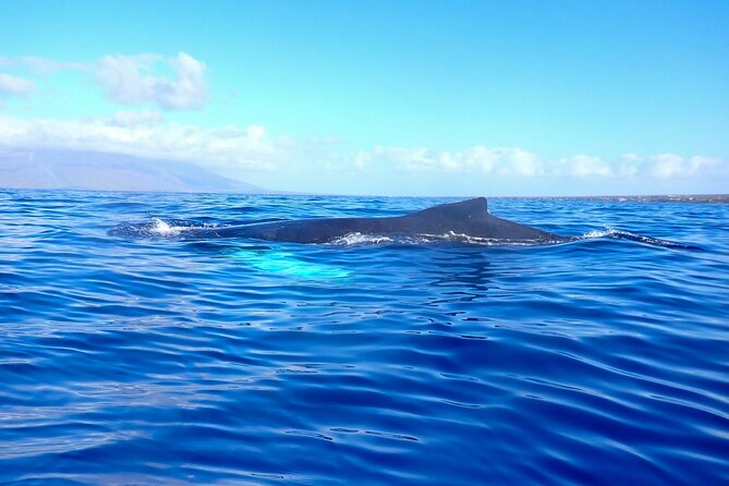 Kayak Whale Watching Tour (7am-10am) - Group Size and Operator