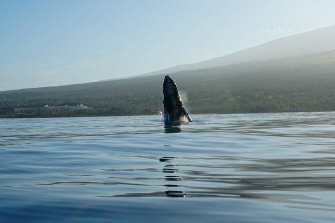 Kayak Whale Watching Tour (7am-10am) - Cancellation Policy