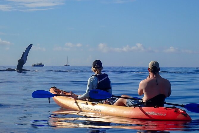 Kayak Whale Watching Tour (7am-10am) - What to Expect