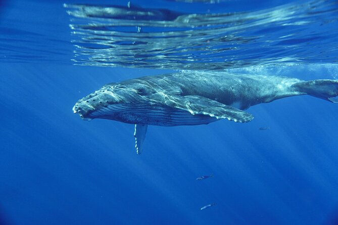 Kayak Whale Watching Tour (7am-10am) - Customer Reviews