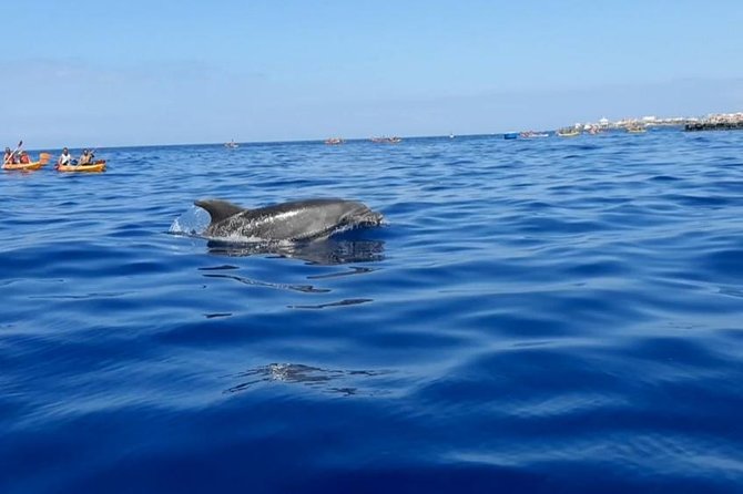 Kayak With Dolphin & Turtle Watching Private Tour - Pickup and Transportation