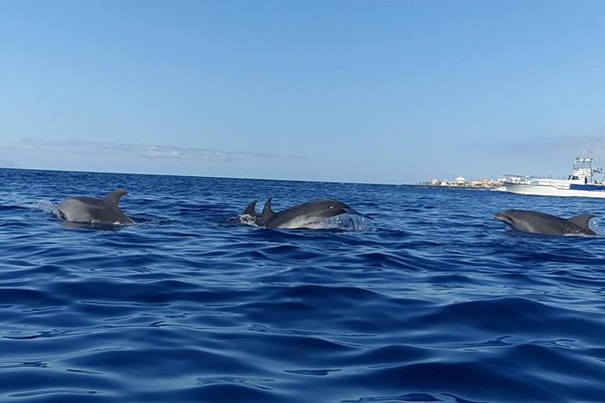Kayak With Dolphin & Turtle Watching Private Tour - Marine Life Sightings