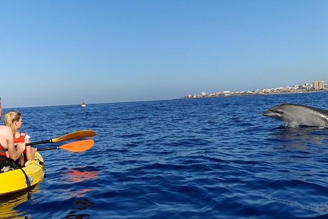Kayak With Dolphin & Turtle Watching Private Tour - Snorkeling Opportunities