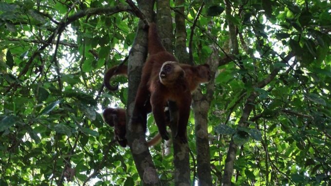 Kayaking Adventure Exploring From Puerto Maldonado 4D - Booking and Payment