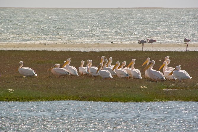 Kayaking and Sandwich Habour Guided Day Tour From Walvis Bay - Overview of the Tour