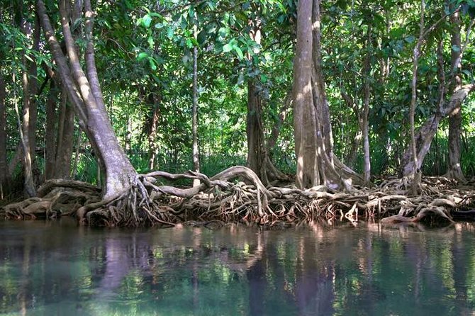 Kayaking in Ao Thalane - Discover the Mangrove Life - Highlights to Expect