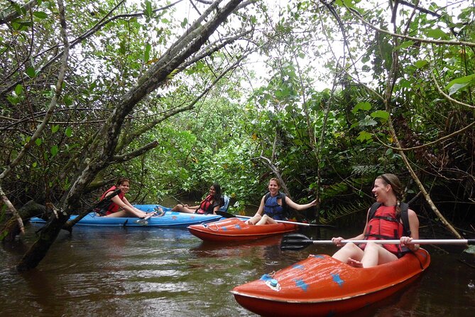 Kayaking Mangroves Tour - Group Size and Equipment