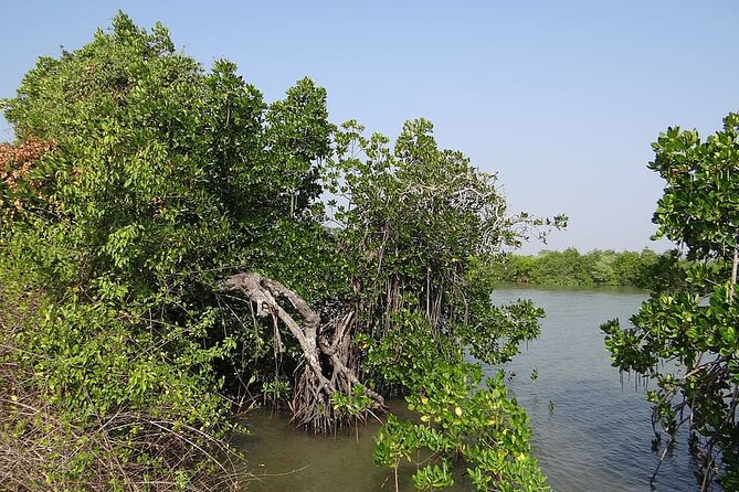 Kayaking on Sal Backwaters - Goa - Monsoon Season Availability