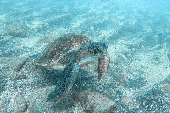Kayaking + Snorkeling With Turtles - Physical Fitness Requirement