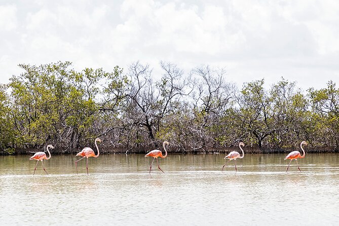 Kayaking Tour Through the Mangroves in Isla Holbox - Health Considerations