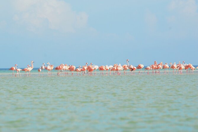 Kayaking Tour Through the Mangroves in Isla Holbox - Positive Feedback