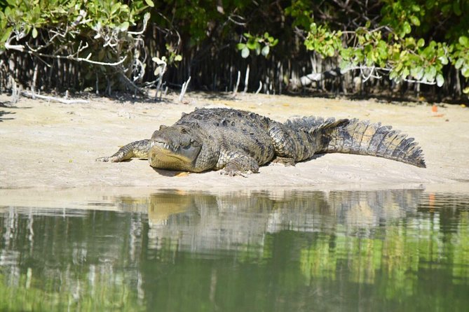 Kayaking Tour Through the Mangroves in Isla Holbox - Common Highlights