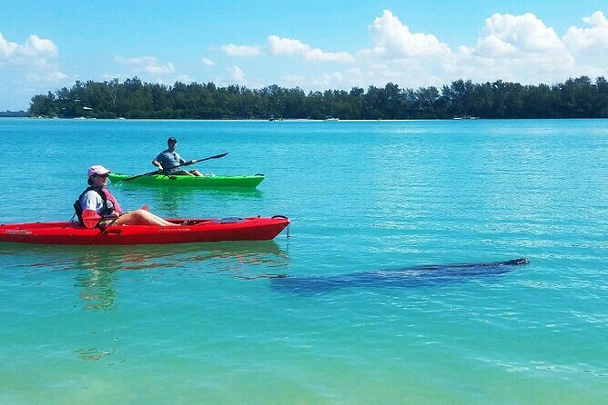 Kayaking with coastal wildlife in Sarasota Bay - Who Will Love This Tour?