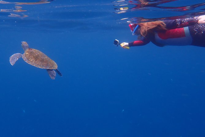 Kayaking With Dolphins and Turtles and Snorkelling in Tenerife - Reviews and Ratings