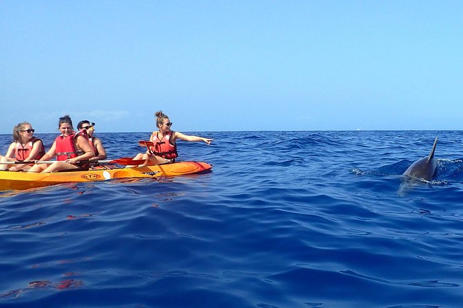 Kayaking With Dolphins and Turtles and Snorkelling in Tenerife - Highlights of the Experience