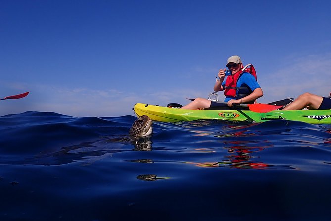 Kayaking With Dolphins and Turtles and Snorkelling in Tenerife - Dolphin and Turtle Sightings