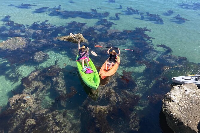 Kayaking With Sea Lions in a Calm Beautiful Harbor - Accessibility and Group Size